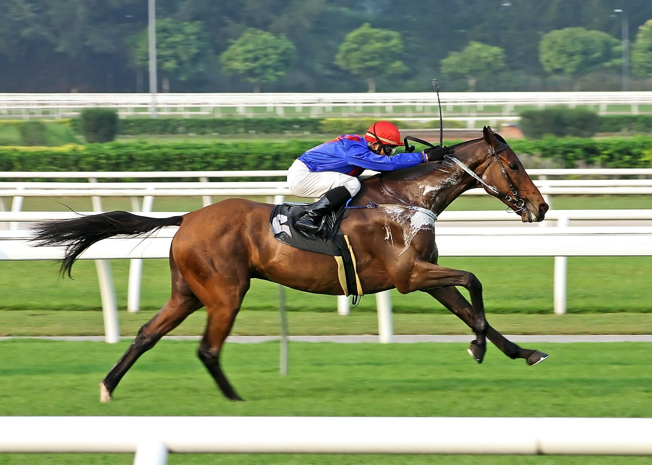 horse racing How to Join a Horse Racing Syndicate